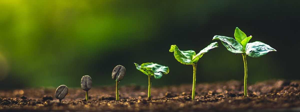 From Bean to Cup: The Journey of How Coffee is Made