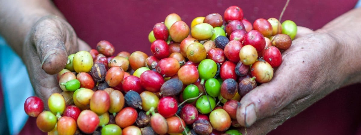 How to Improve Corporate Social Responsibility with Coffee