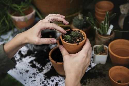 planting cacti