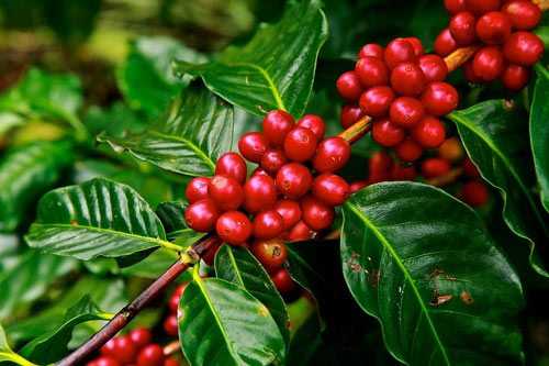 red coffee cherries on plant