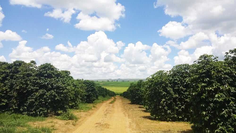 coffee farm