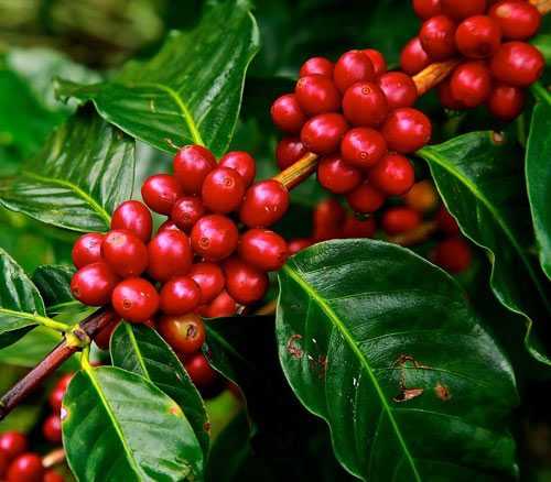 growing coffee beans