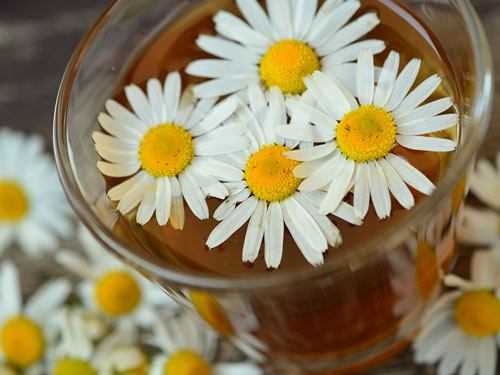 chamomile tea with daisies