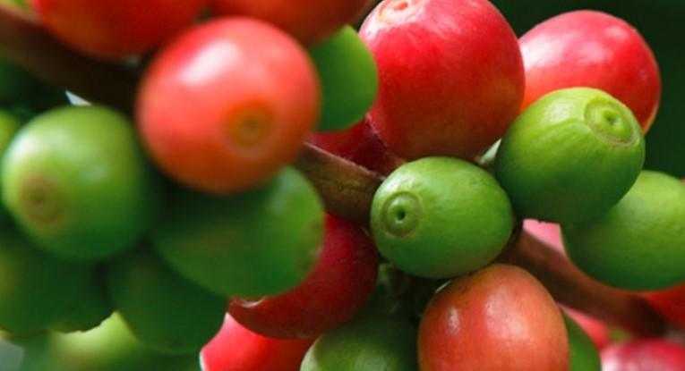 coffee cherries on a branch