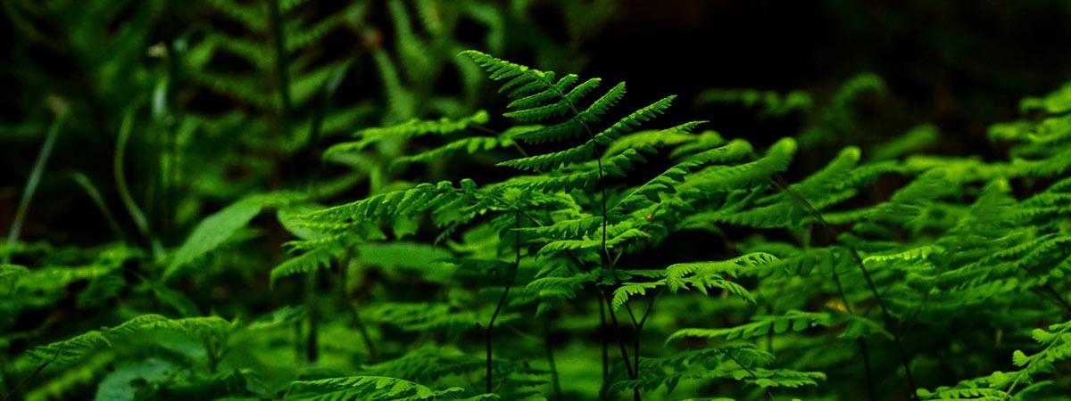 Sustainability