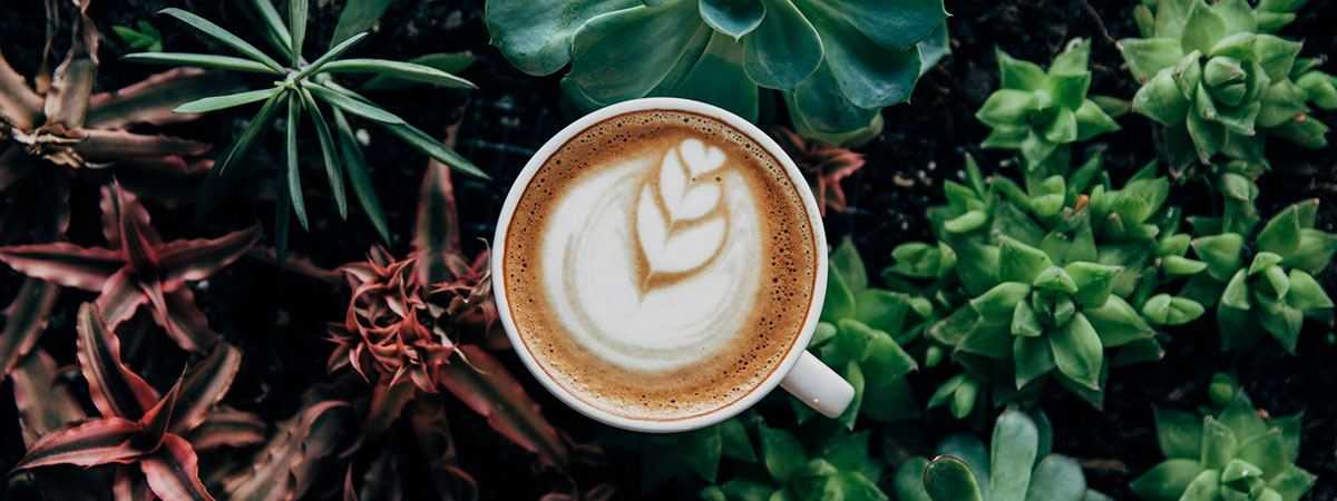 Sustainable Coffee – What You Need to Know
