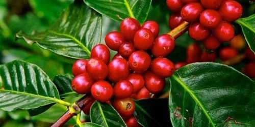 23 Little Known Facts about Coffee