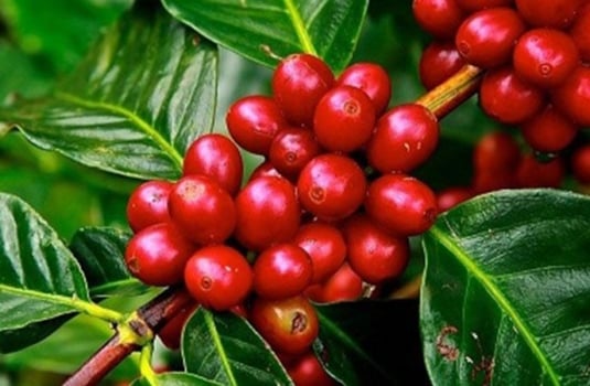 23 Little Known Facts about Coffee