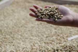 coffee-beans-drying