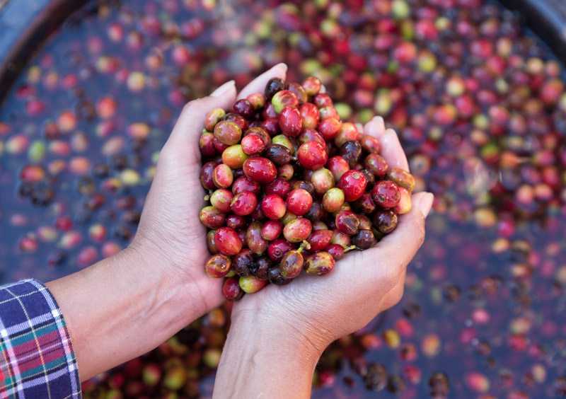 coffee cherries floating in water