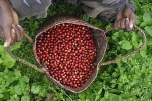 coffee-cherries-picked-from-tree coffee cherries picked from tree in basket