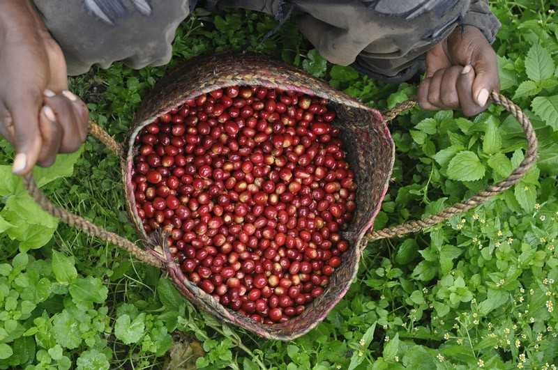 coffee cherries picked from tree in basket