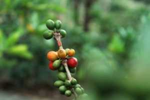 coffee-cherries-ripening-on-branch coffee cherries ripening on branch
