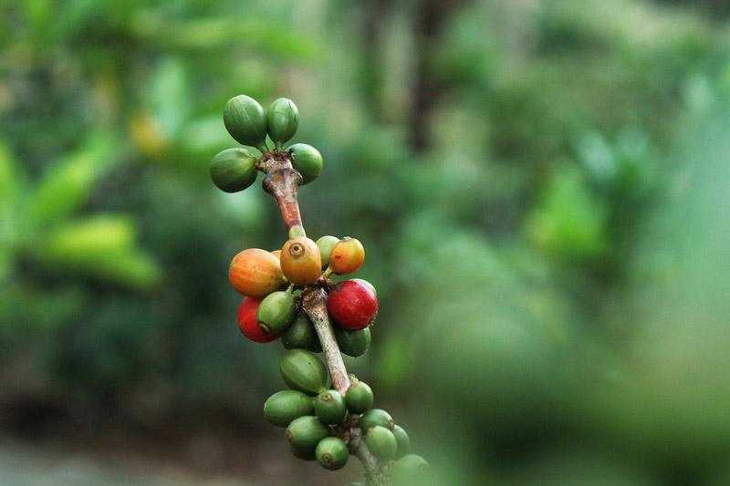 coffee cherries ripening on branch