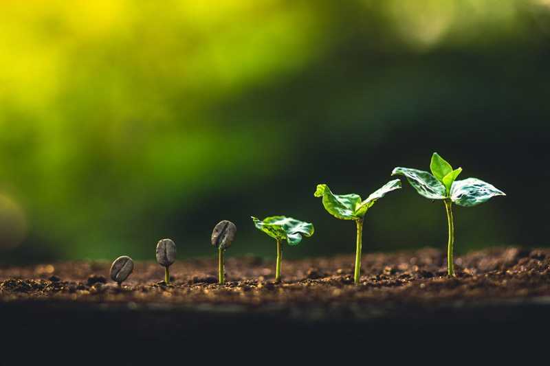 plant growing from coffee plant