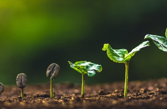 From Bean to Cup: The Journey of How Coffee is Made