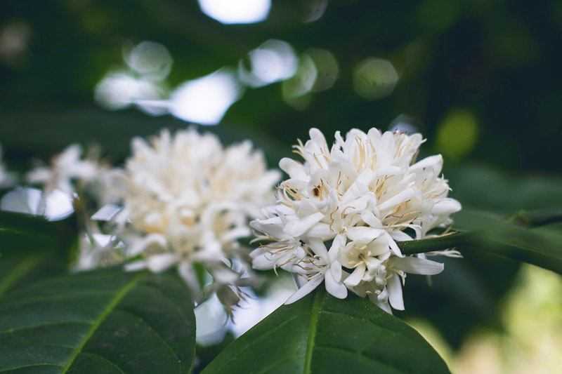 white flowers on coffee plant