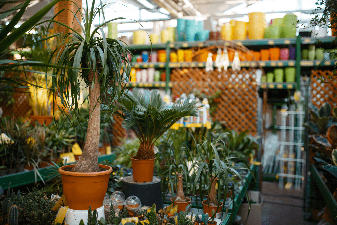selection of plants on display at a garden centre