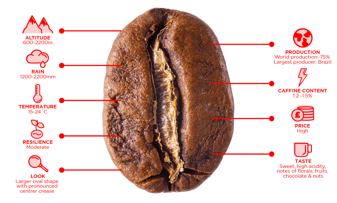 Arabica coffee blend traits