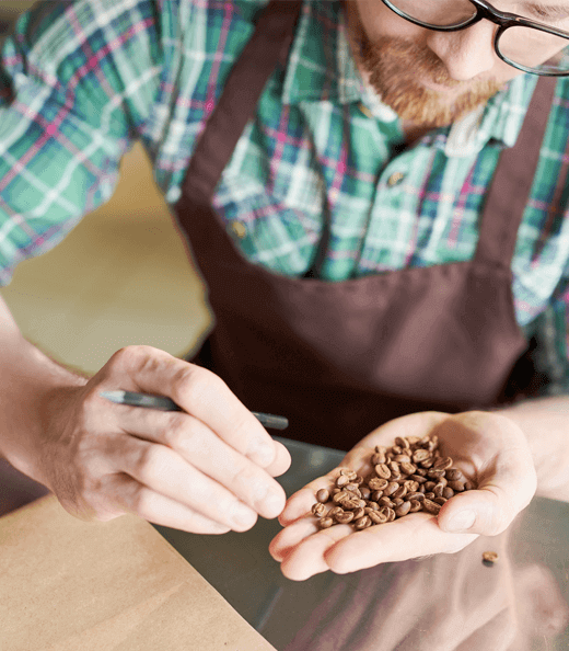 Barista examines coffee beans