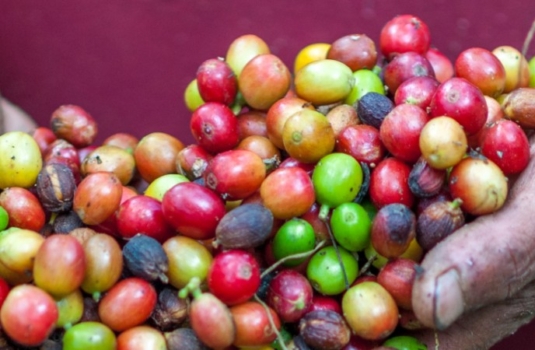 How to Improve Corporate Social Responsibility with Coffee