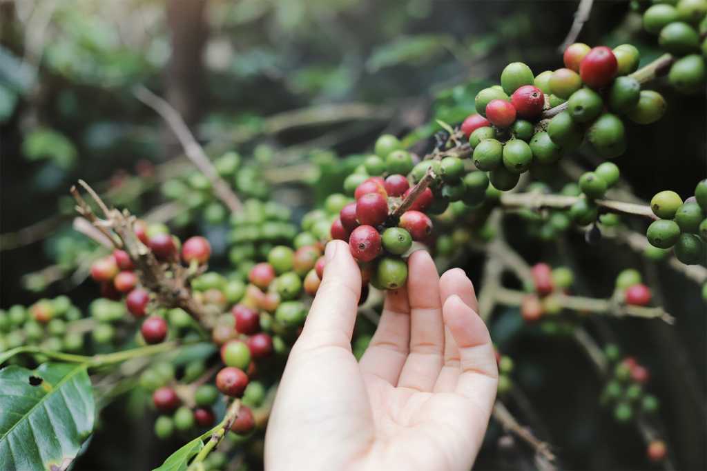 Hand picking coffee beans