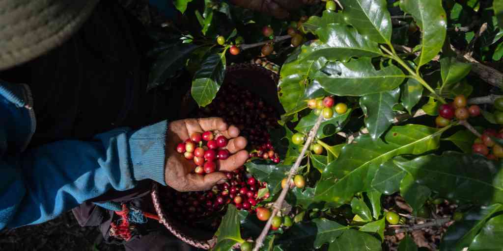 Sustainable Coffee Farming